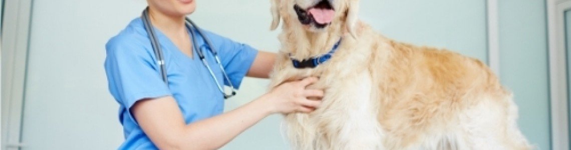 Бирена мая за кучета - изобилие от витамини и минерали